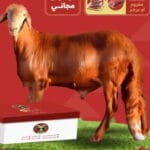متجر